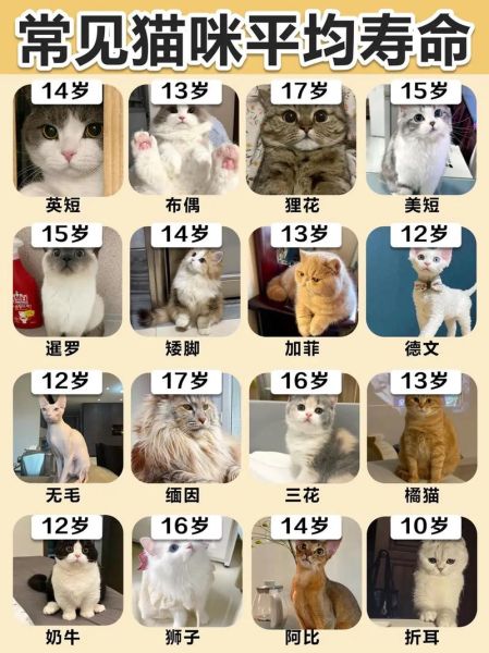 猫的寿命一般多长(怎样才能让它活得更久)