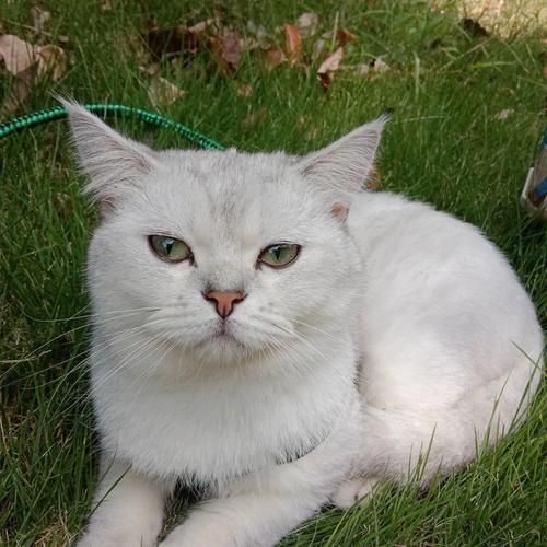 猫的寿命有多长(我家猫还能活几年)