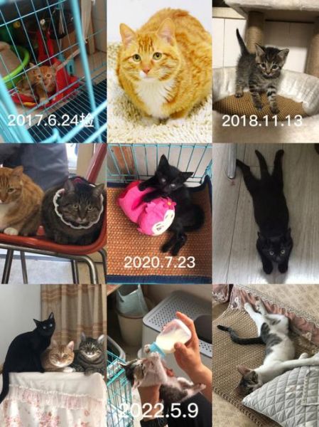 猫的寿命有多长(我家猫还能活几年)