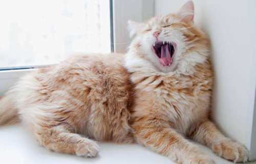 猫的特点( 它们喵喵叫到底想表达什么)