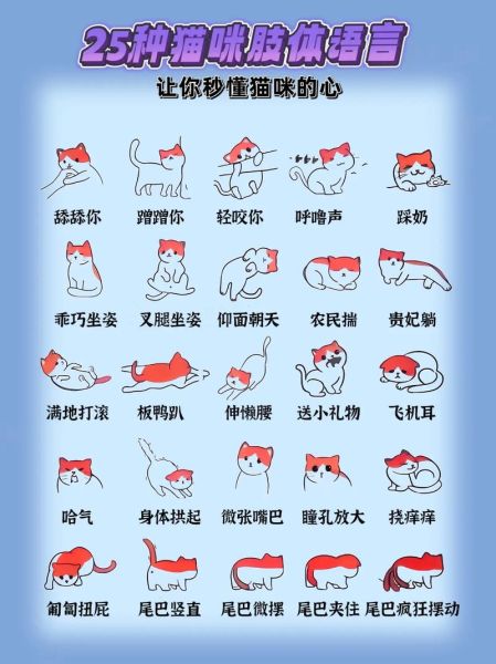 猫的生活习性( 它到底在玩什么)