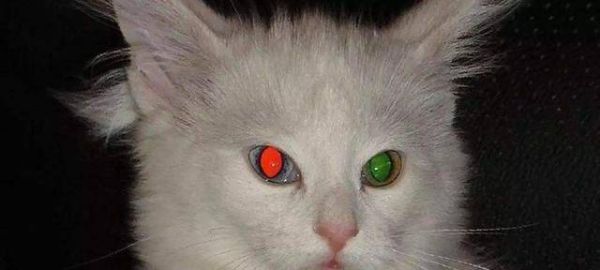 猫的眼睛为什么会发光( 猫的眼睛是怎样把光线反射出去的)