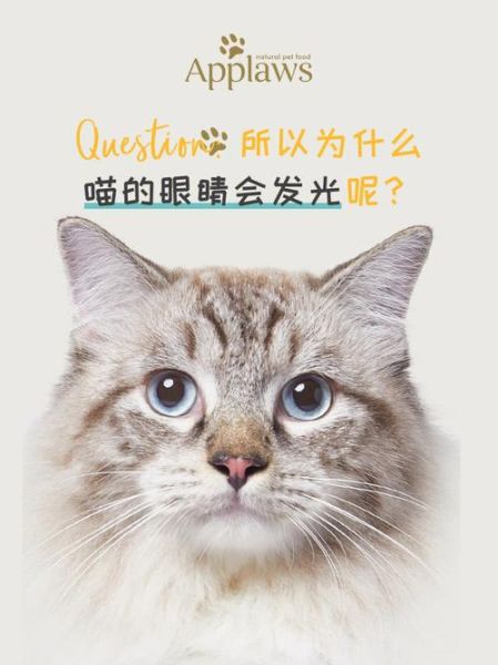 猫的眼睛为什么会发光( 猫的眼睛是怎样把光线反射出去的)