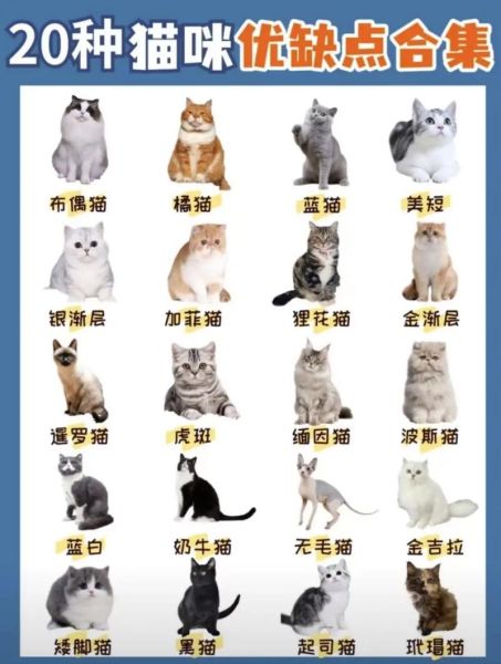 猫的种类(它们性格都一样吗)