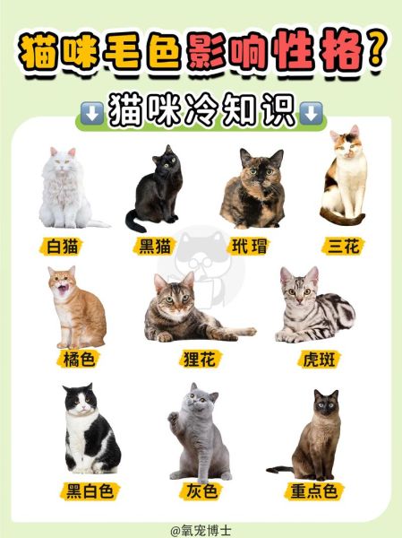 猫的种类(它们性格都一样吗)