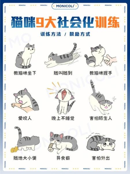 猫的训练(你真的能做到吗)