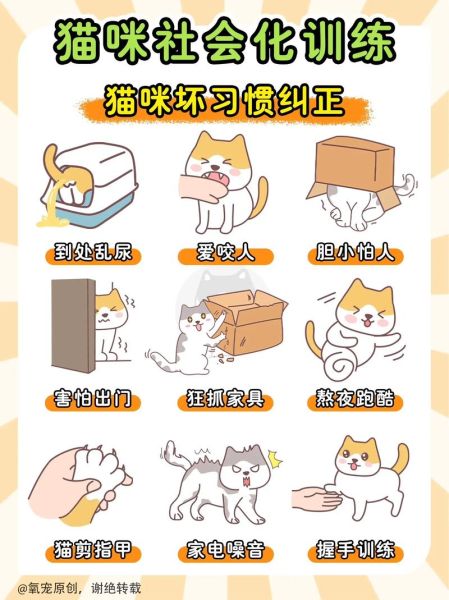 猫的训练(你真的能做到吗)