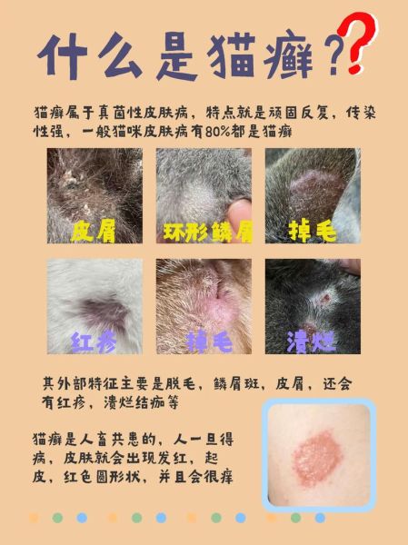 猫皮肤病(到底是怎么回事)