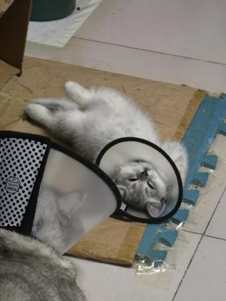 猫粮品牌(它比百利猫粮更值得买吗)