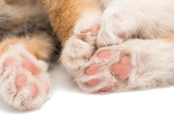 猫肉垫的作用( 它们还能帮猫咪悄咪咪地走路吗)