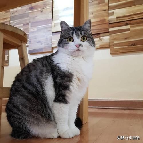 猫肉垫的作用( 它们还能帮猫咪悄咪咪地走路吗)