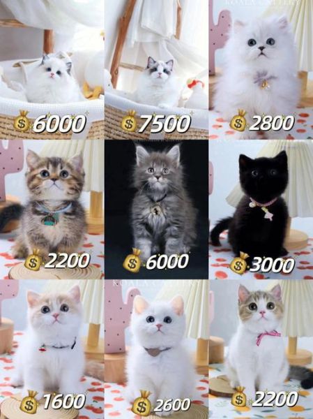 猫舍(养猫成本高吗)