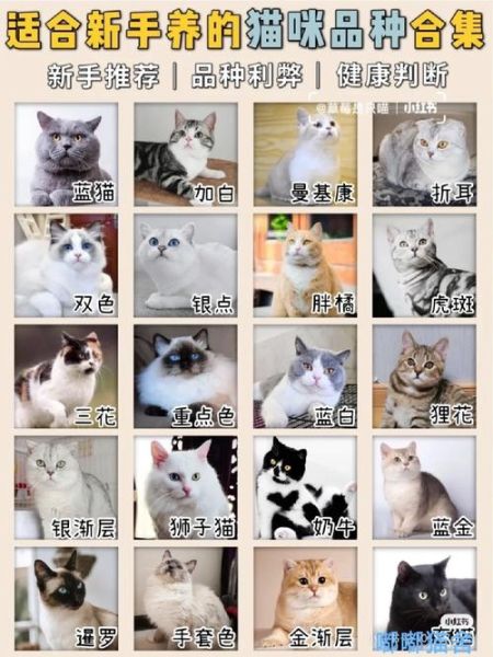 猫舍(养猫成本高吗)