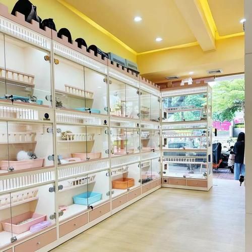 猫舍和宠物店区别(到底哪个更适合你)