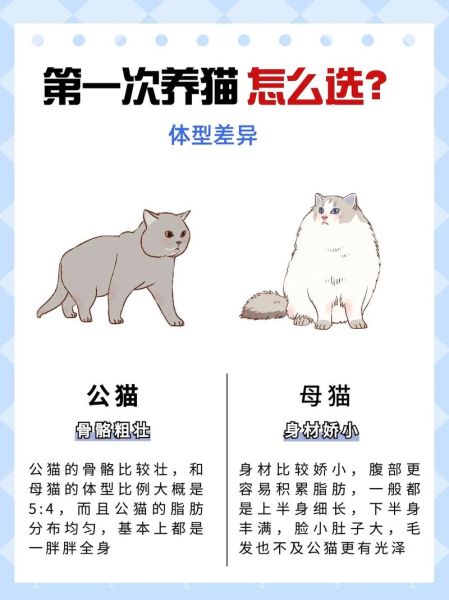 猫舍和宠物店区别(到底哪个更适合你)