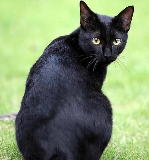 猫色( 黑猫真的比其他猫更独立吗)