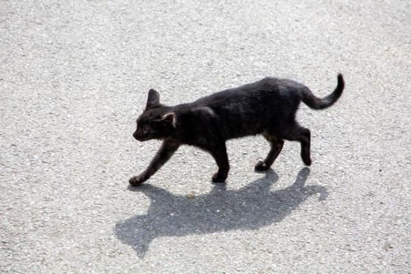 猫色( 黑猫真的比其他猫更独立吗)