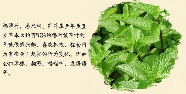 猫薄荷(它对人也有用处吗)