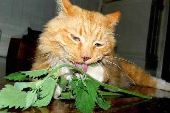 猫薄荷对猫有什么作用(它对猫的性格有影响吗)