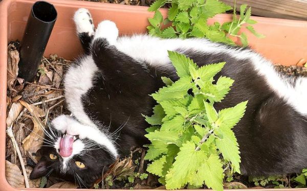 猫薄荷是什么(猫闻了为什么就发疯)