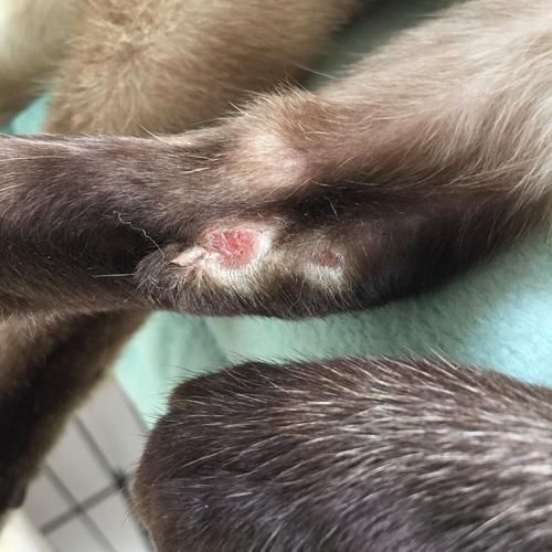 猫血( 到底是病了还是受伤了)