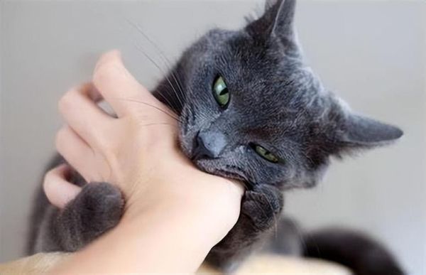 猫血有什么用(抽了血对猫咪好吗)
