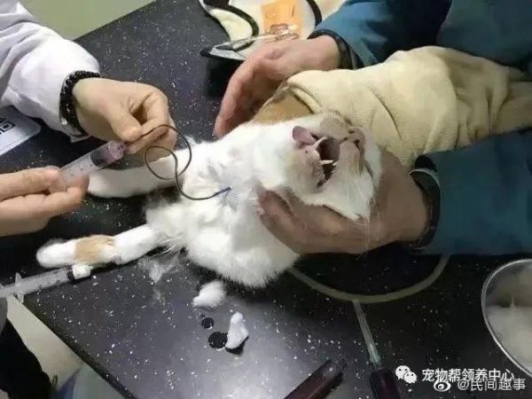 猫血有什么用(抽了血对猫咪好吗)