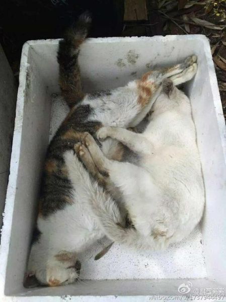 猫被毒死(谁应该为它们的生命负责)