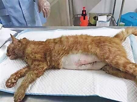 猫被毒死(谁应该为它们的生命负责)