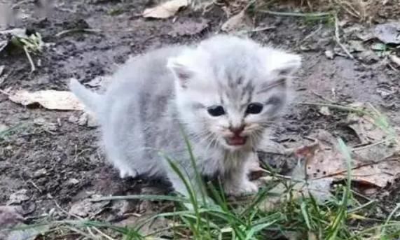 猫被遗弃猫自己知道么(它们会忘记曾经的温暖吗)