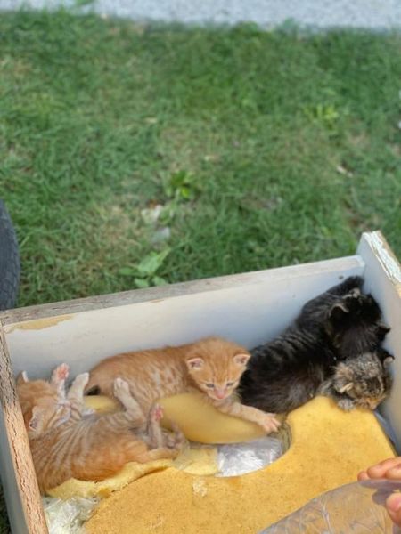 猫被遗弃猫自己知道么(它们会忘记曾经的温暖吗)