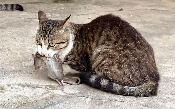 猫见了老鼠为什么拔腿就跑(而有些猫却会去抓)