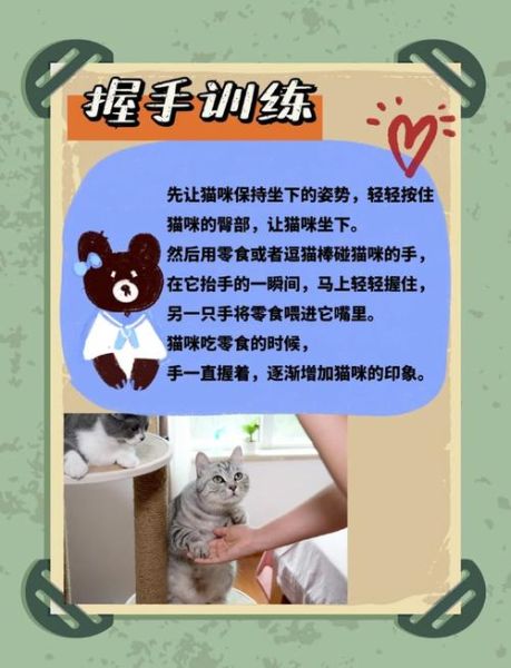 猫训练(教你如何让猫咪乖乖听话)
