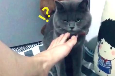 猫闻到臭脚后为什么会张开嘴(是闻香还是想吐)