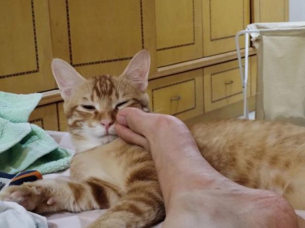 猫闻到臭脚后为什么会张开嘴(是闻香还是想吐)
