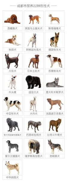 獒犬(它们和人类的关系有多深)