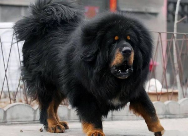 獒犬图片(除了藏獒还能看到哪些品种)