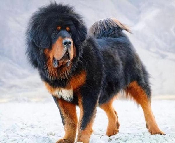 獒犬图片(除了藏獒还能看到哪些品种)