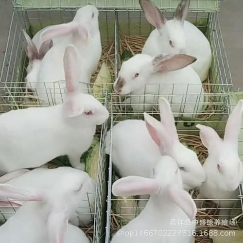 獭兔行情( 现在养殖獭兔还来得及吗)
