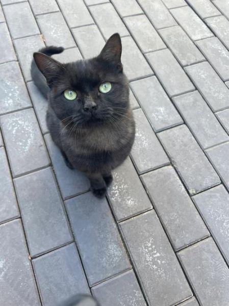 玄猫(还是西方文化里的不祥之兆)
