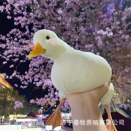 王思聪买的鸭子( 会跟王可可一起玩吗)