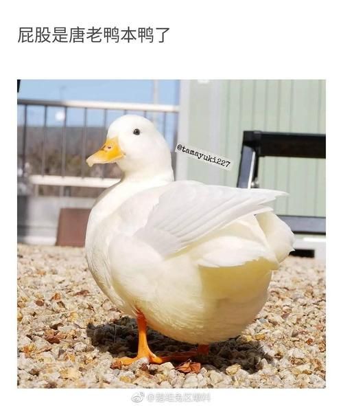 王思聪买的鸭子( 会跟王可可一起玩吗)