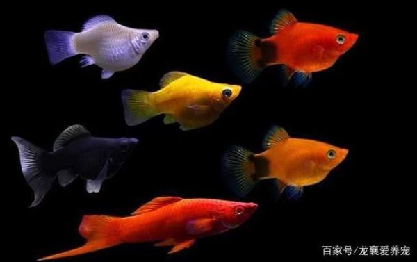 玛丽鱼(为什么它能耐低温)