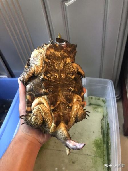 玛塔龟(它是怎么捕食的)