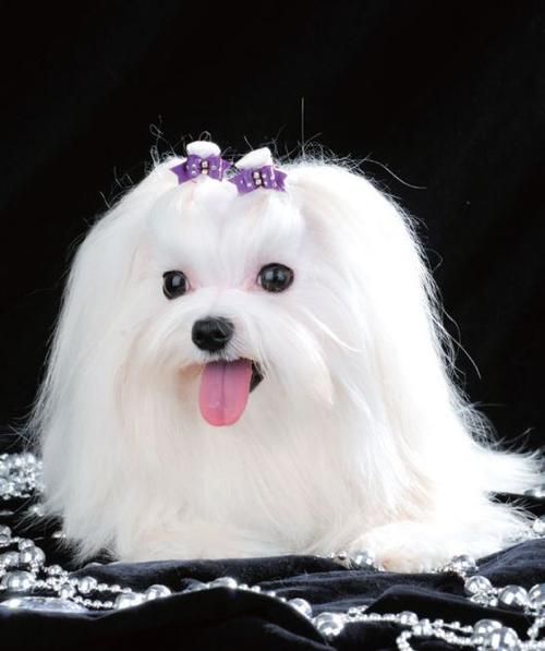 玛尔济斯犬( 玛尔济斯犬真的适合你吗)