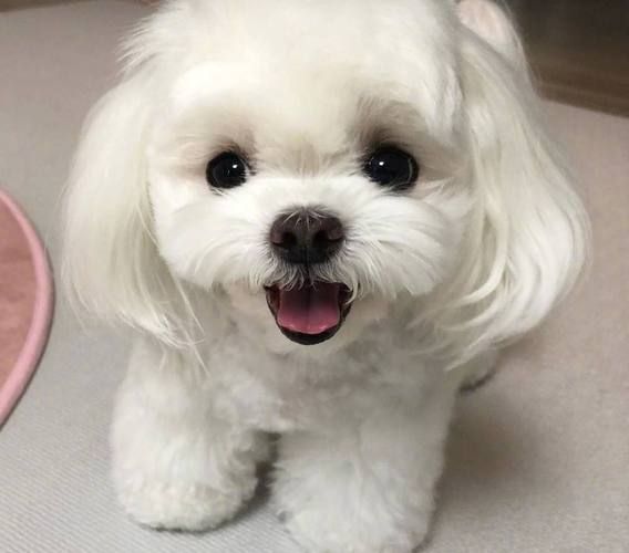 玛尔济斯犬( 玛尔济斯犬真的适合你吗)