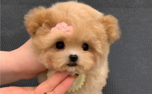 玩具熊狗(狗狗会听懂吗)