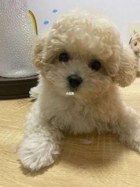 玩具熊狗(狗狗会听懂吗)