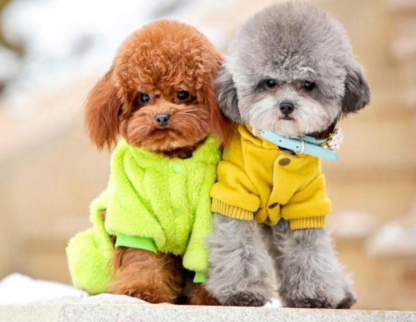 玩具贵宾犬(它们和贵宾犬有什么区别)