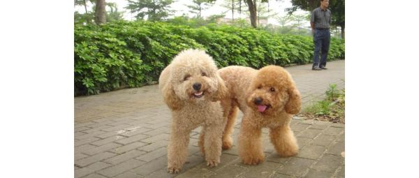 玩具贵宾犬(它们和贵宾犬有什么区别)
